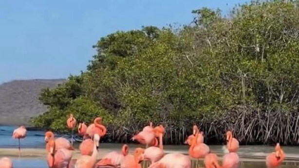 Un grupo de flamencos de pie en aguas poco profundas, con un fondo de manglares.
