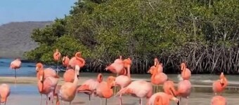 皇家加拉帕戈斯旅馆