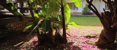 Un jardín con hojas verdes grandes, un muro de piedra y un edificio al fondo.
