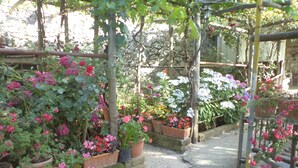 Un jardín con diversas macetas de plantas y flores dispuestas a lo largo de un sendero de grava.