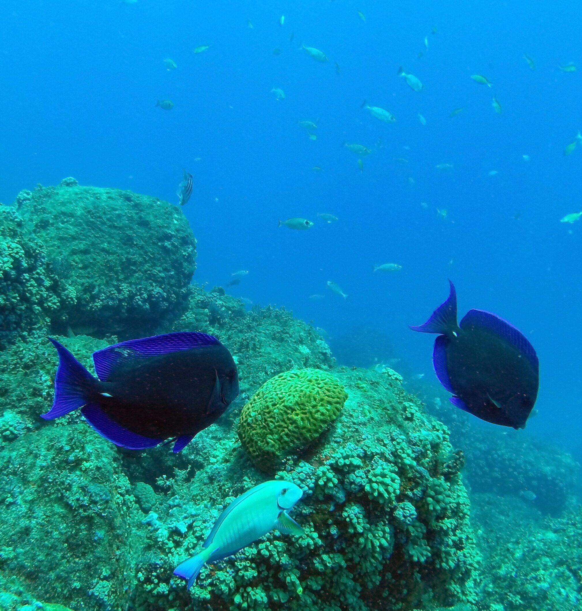 Photo - Pousada Akaroa