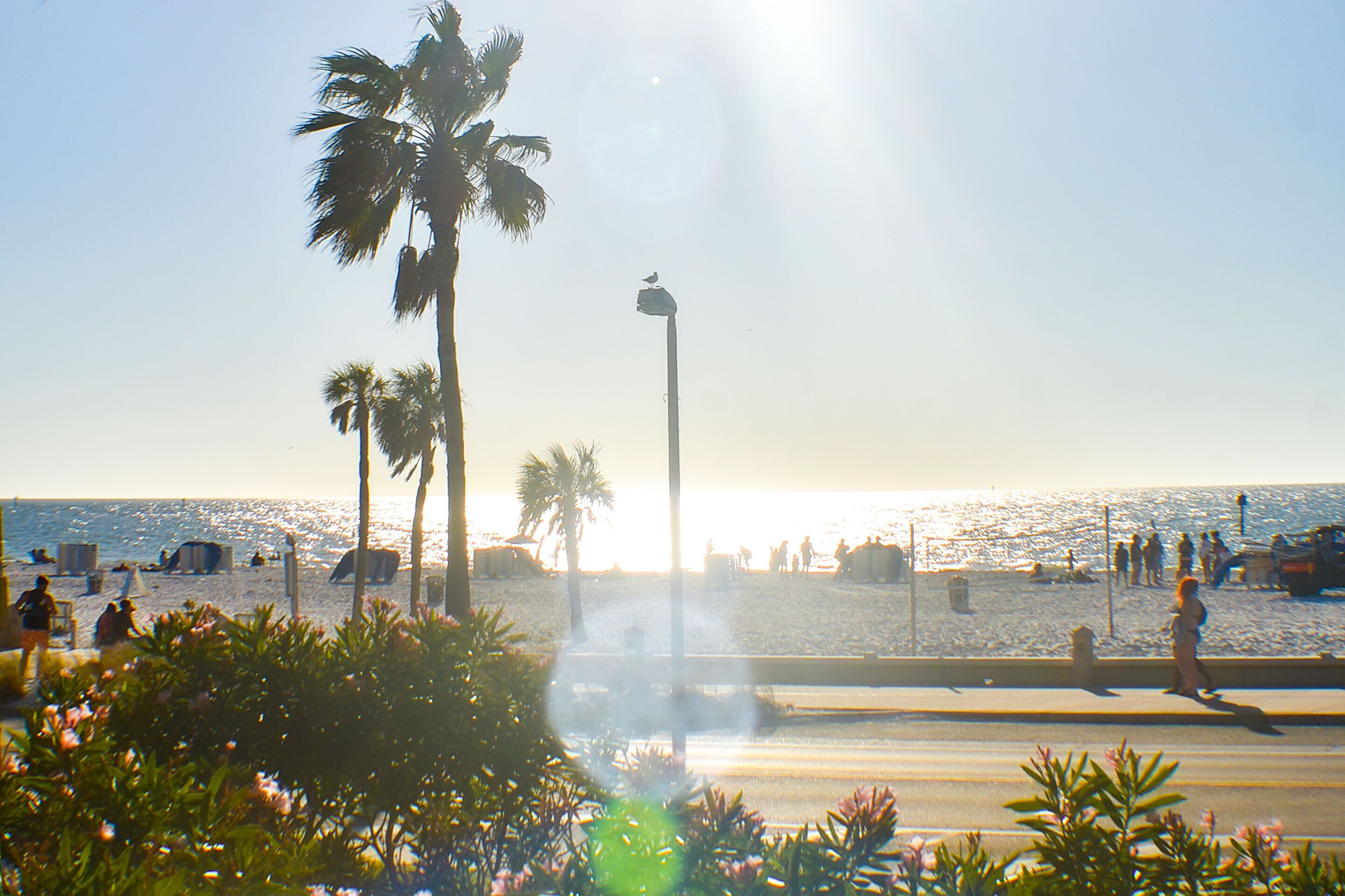 A beach with palm trees, a street, and people walking.