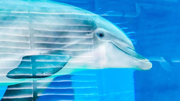 A dolphin swimming in clear blue water. - Devon Shores (Clearwater Beach)