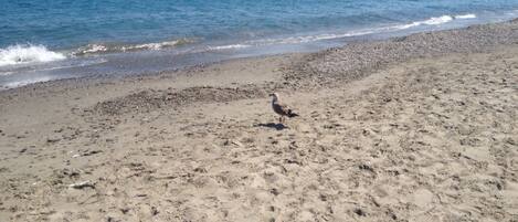 A sandy beach with a bird on the sand and a distant island in the water.