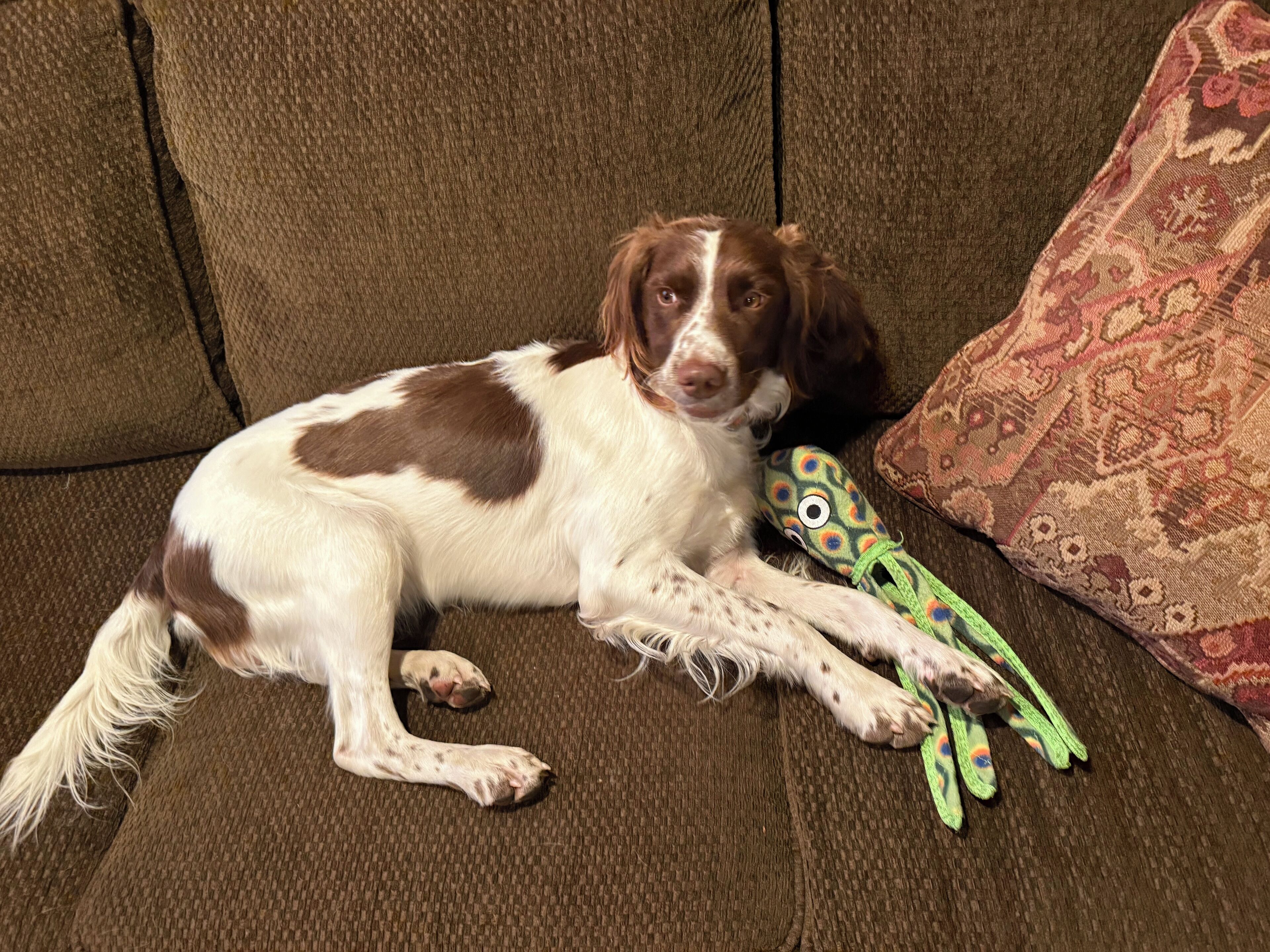 A dog lying on a brown couch with a patterned pillow and a toy.
