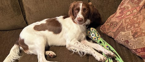 A dog lying on a brown couch with a patterned pillow and a toy.