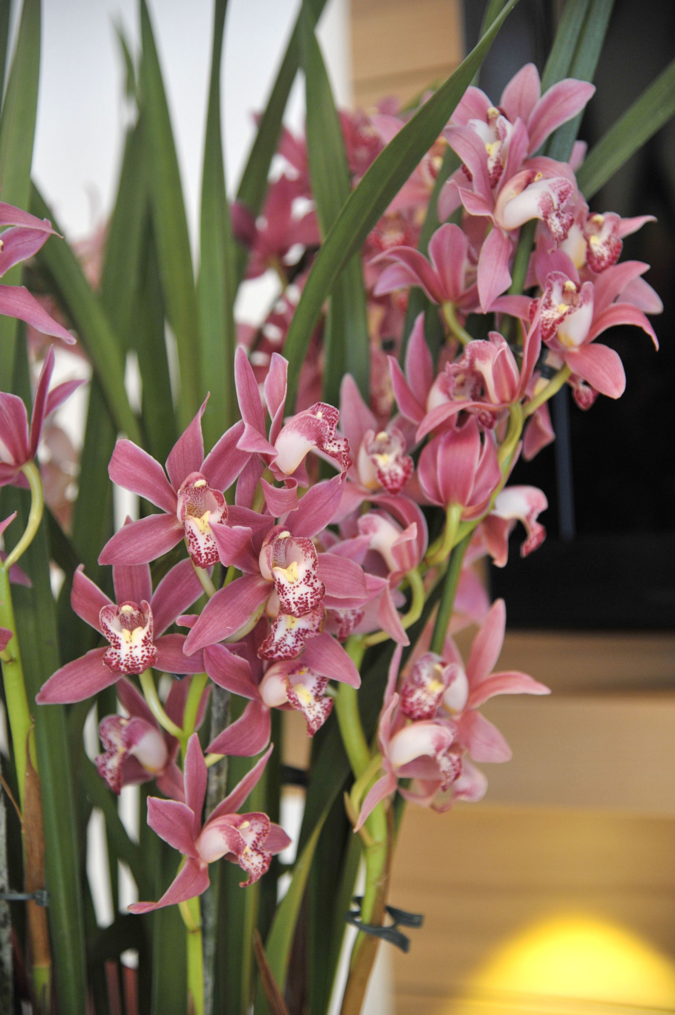 A bouquet of pink orchids with green leaves.