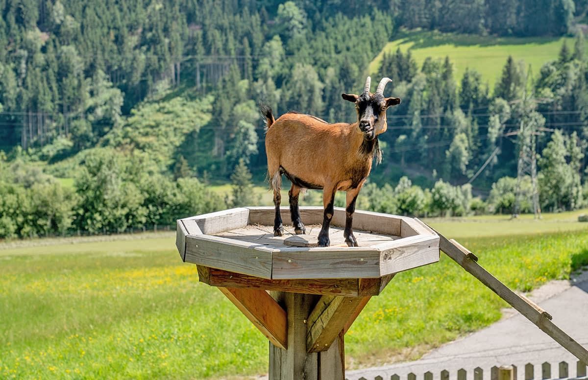 Eine Ziege steht auf einer Holzkonstruktion, im Hintergrund eine natürliche Landschaft.