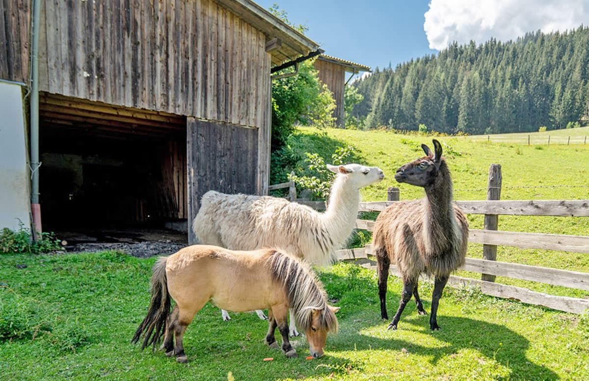 En rustik lade med et træhegn, en hest og en lama i en græsmark.
