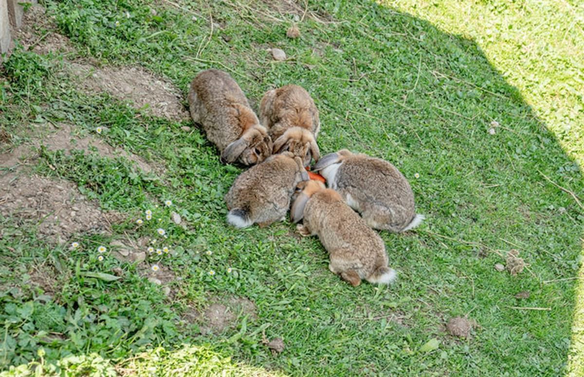 A group of rabbits on a grassy area.