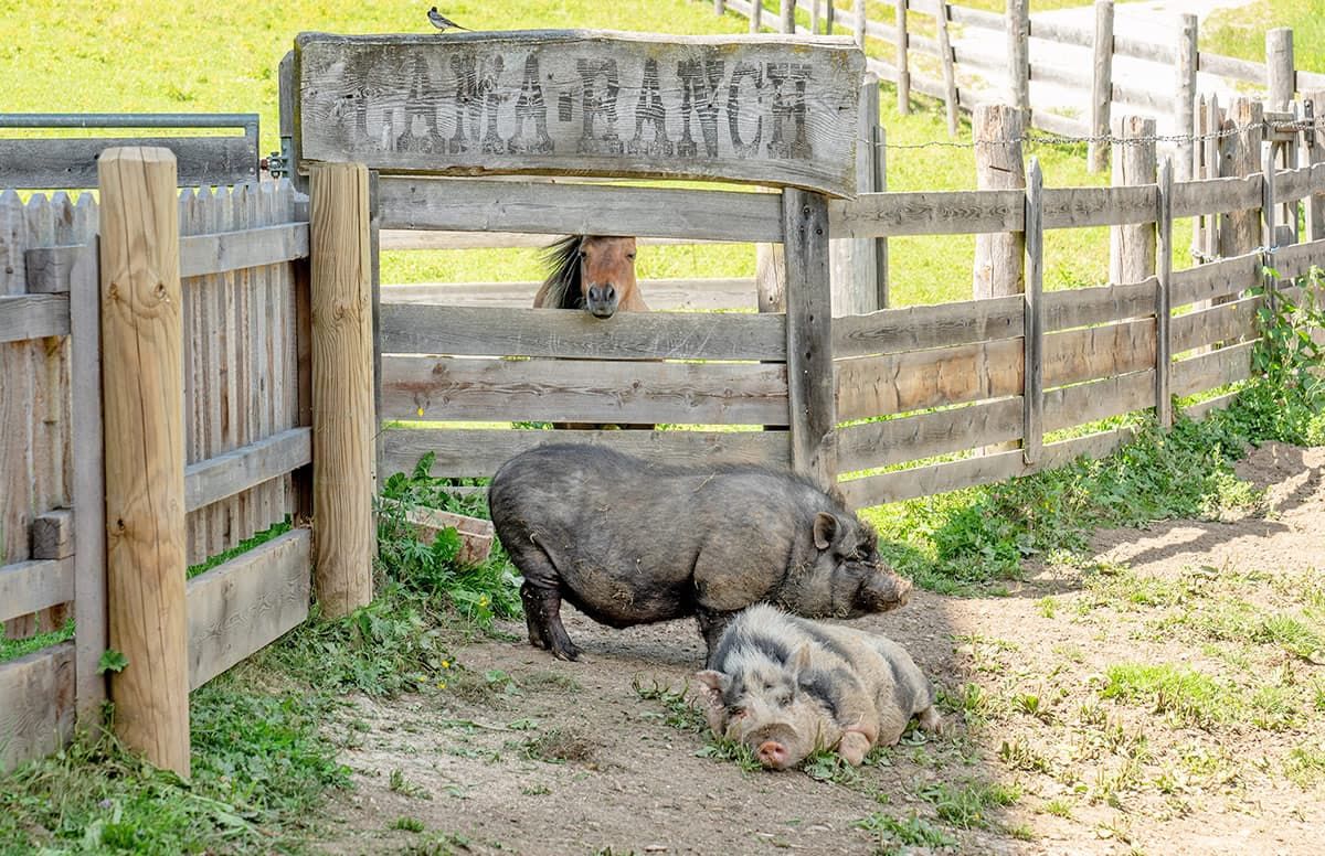 A rustic wooden gate with the inscription 'HAY RANCH' and a horse peeking over it.