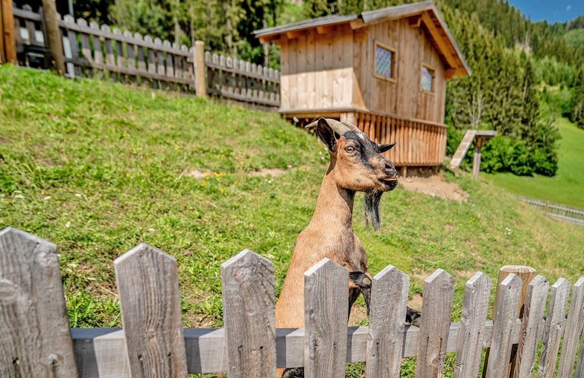 A wooden fence with a goat behind it, a wooden cabin in the background, and a grassy hill.
