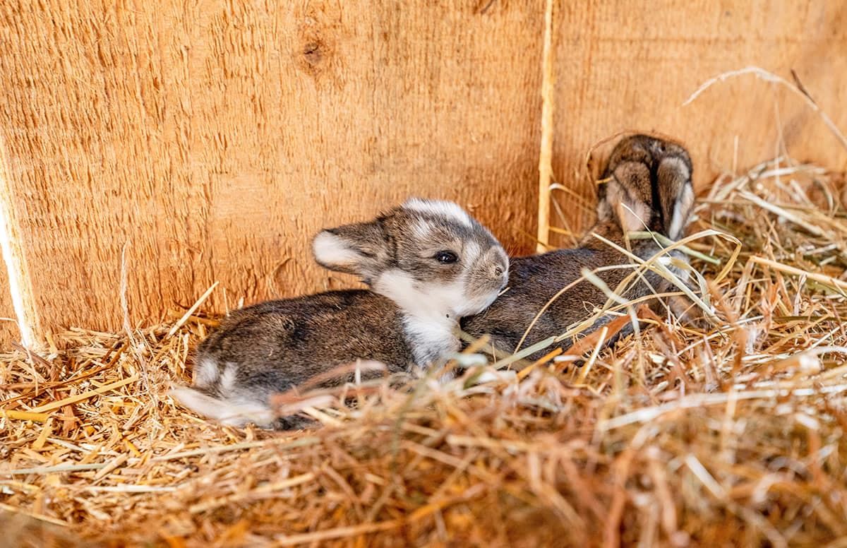 A rabbit in a wooden enclosure with straw bedding.