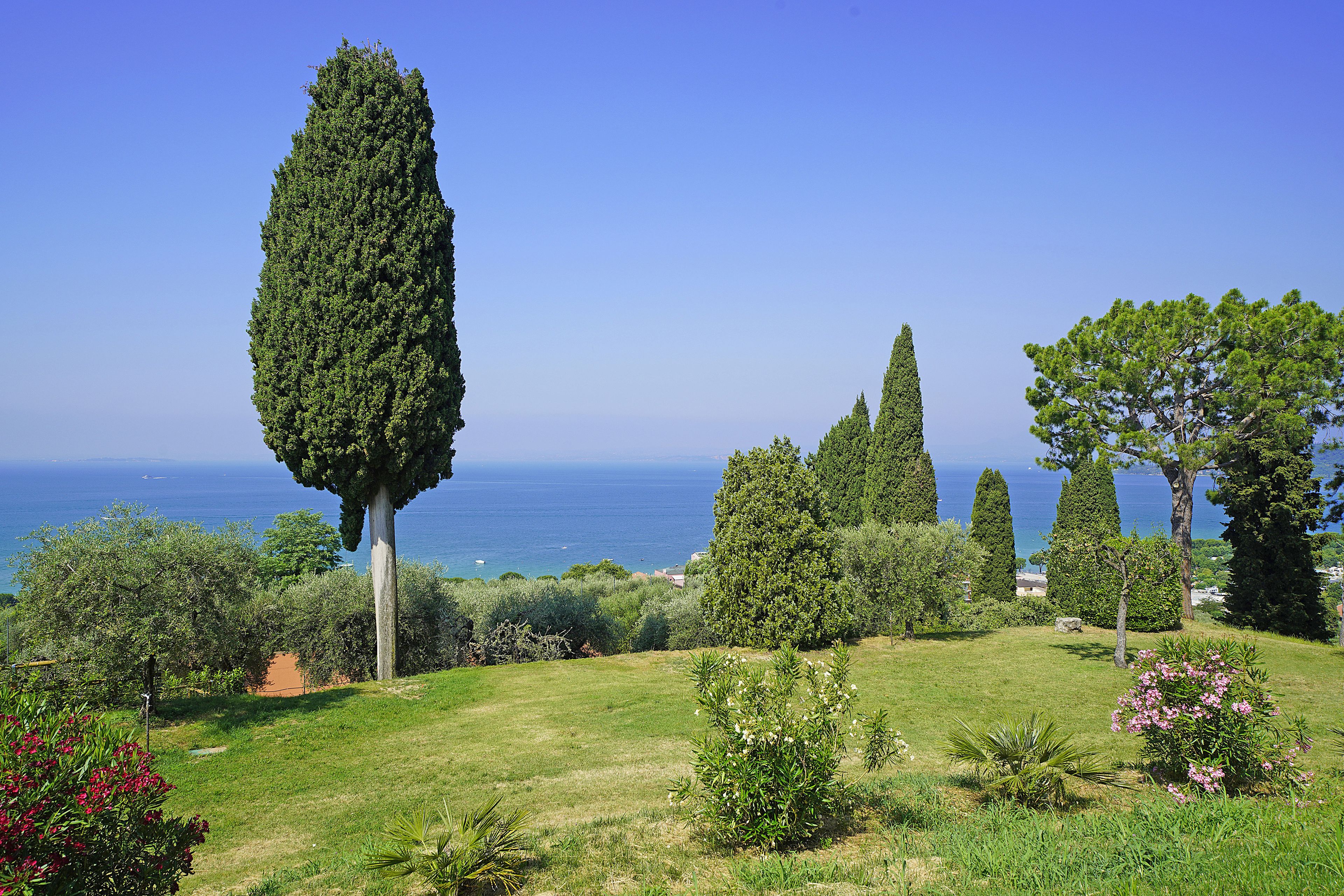 Un paisaje costero con varios árboles y una vista despejada del mar.