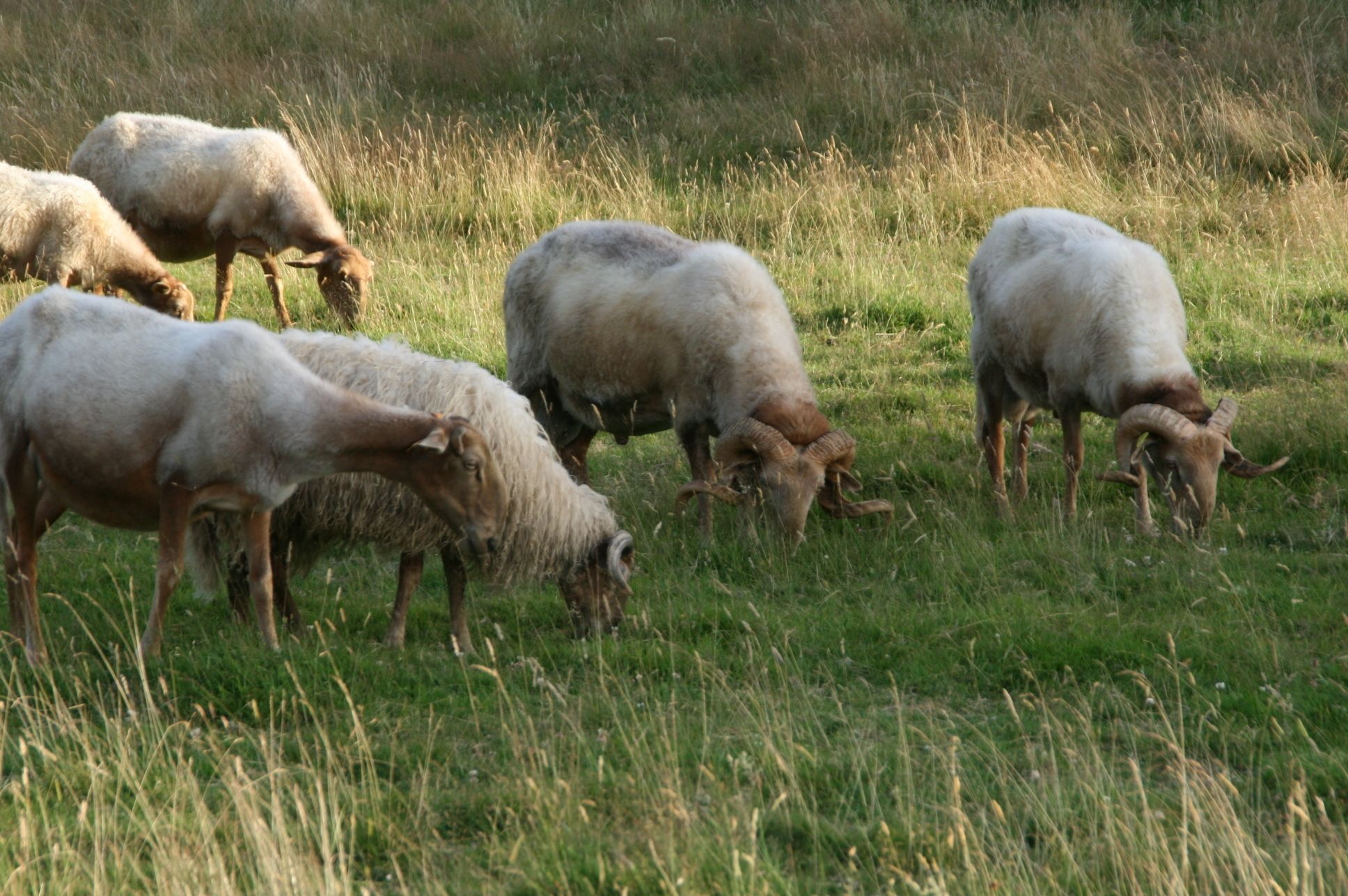 Foto - Paraje del Asturcon - Adults only