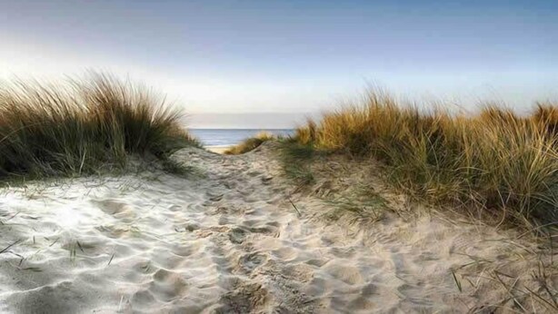 A sandy beach path with tall grass on either side leading to the sea. - White Princess (Koksijde)