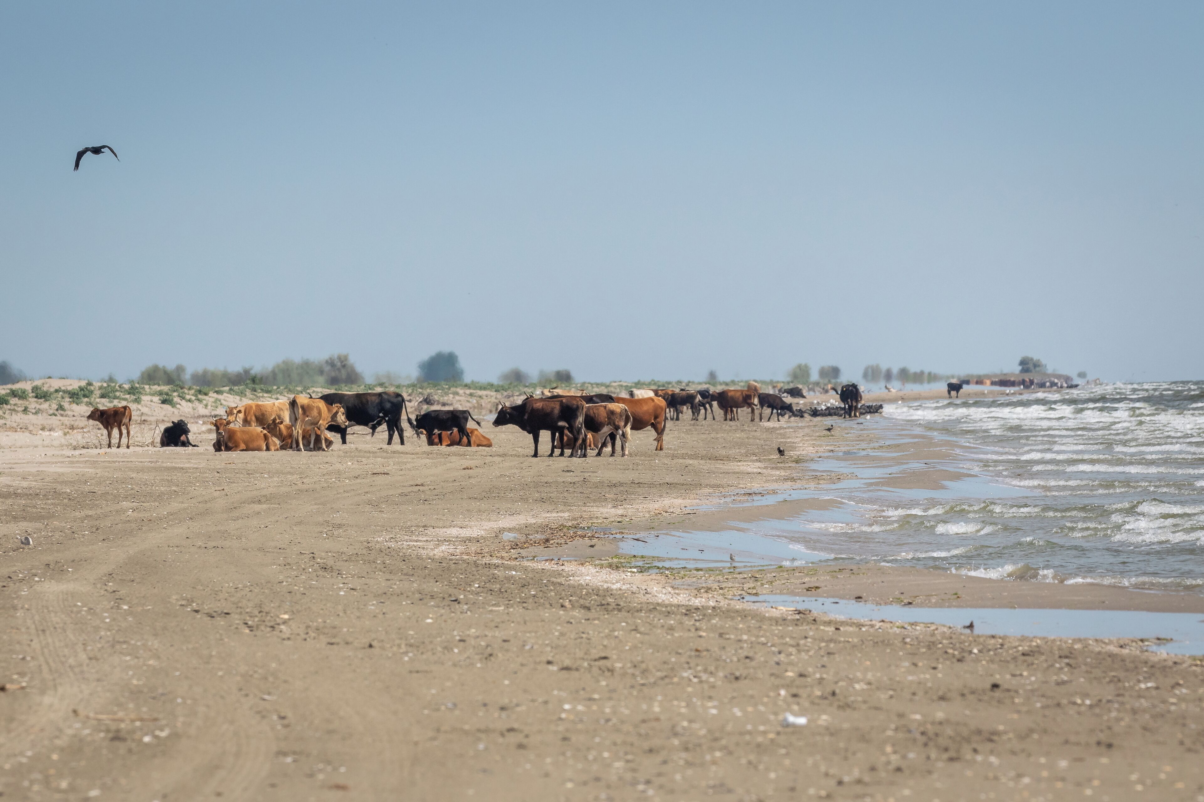 Plage à proximité, beach-volley, kayak, navigation en bateau à moteur