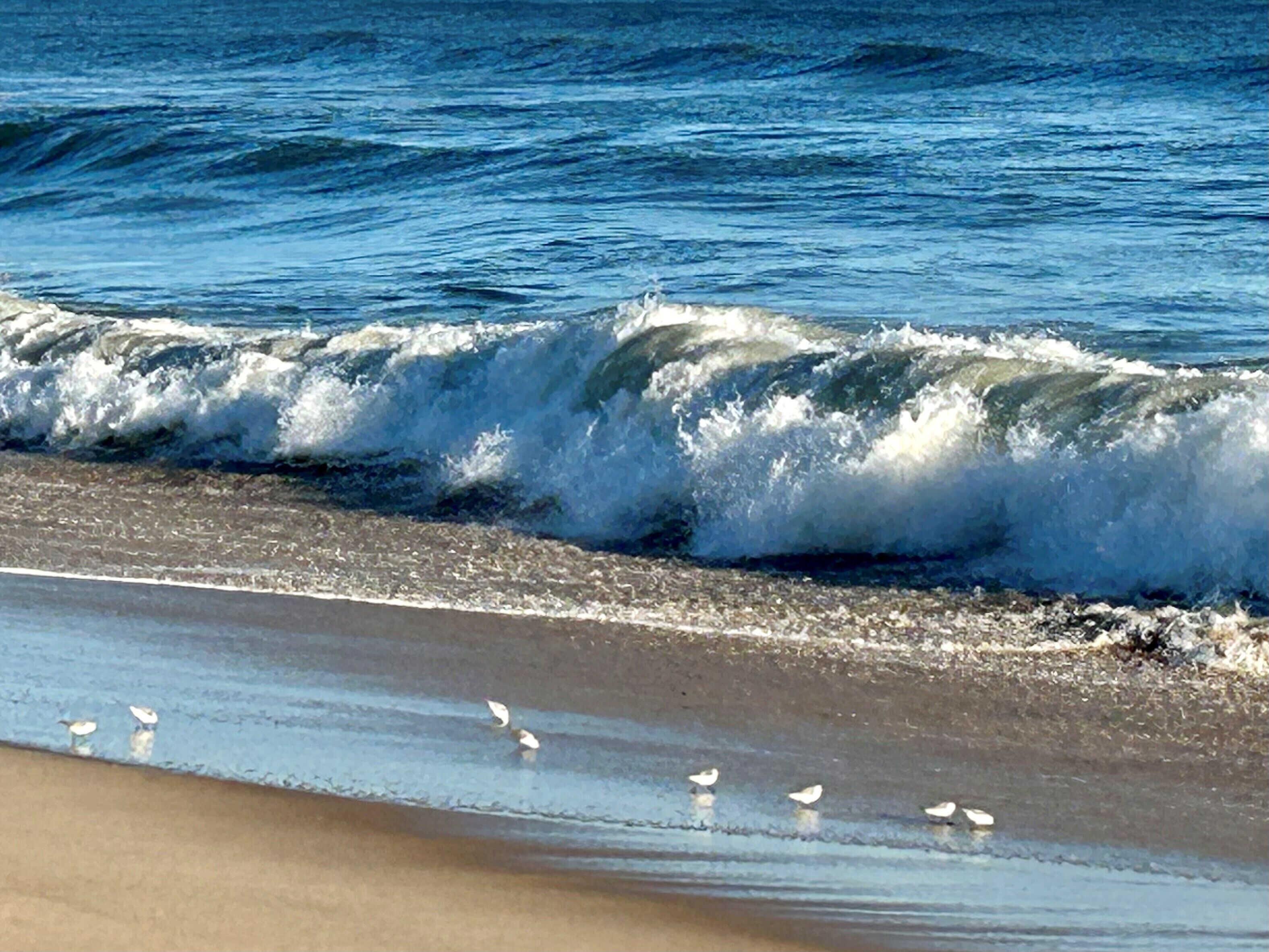 A beach with waves and seagulls.