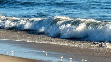 A beach with waves and seagulls.