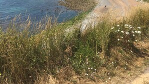Un paysage côtier avec une rive rocheuse, un ciel bleu dégagé et une végétation luxuriante.