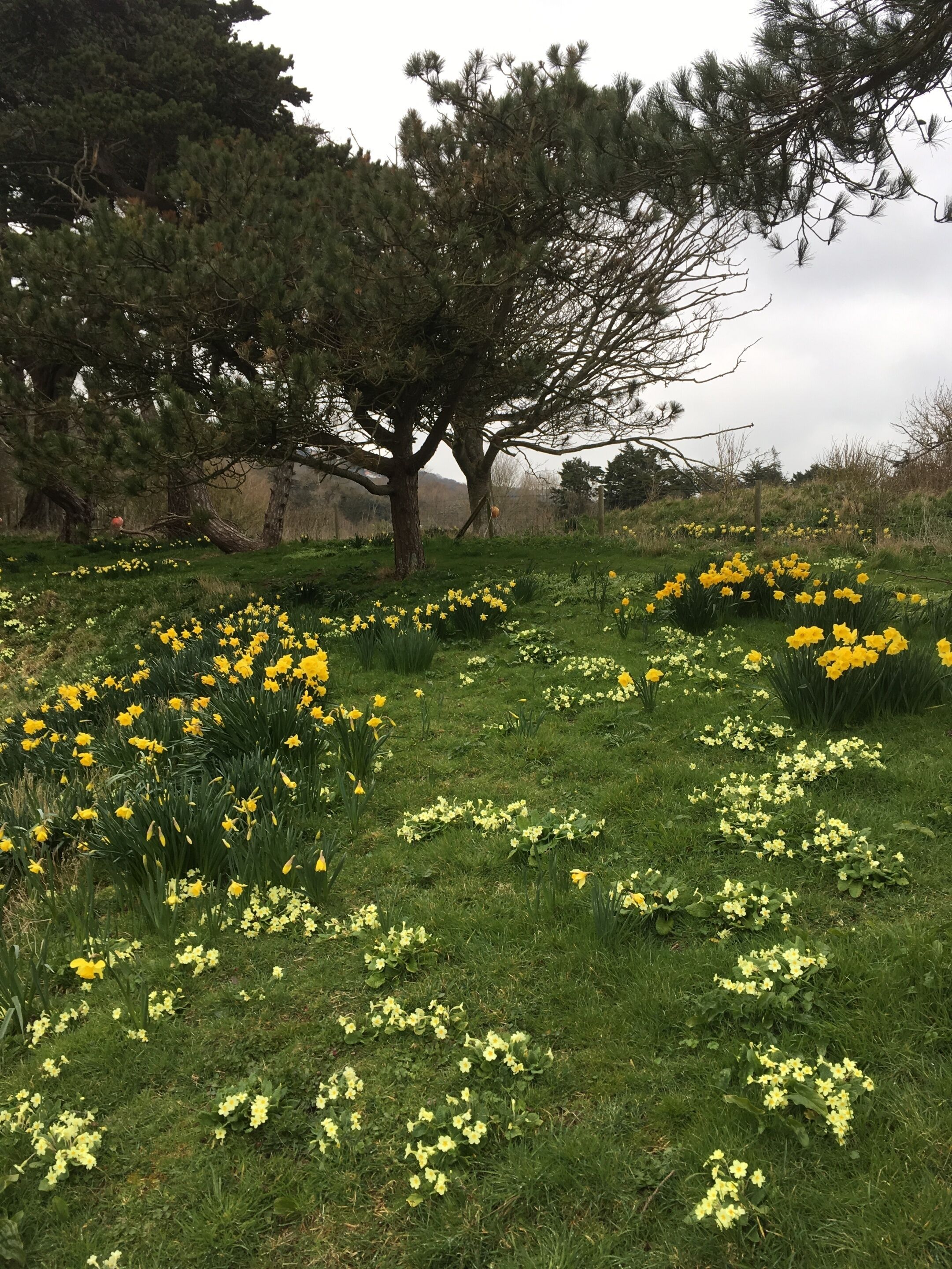 A meadow with yellow daffodils and a large tree in the background.