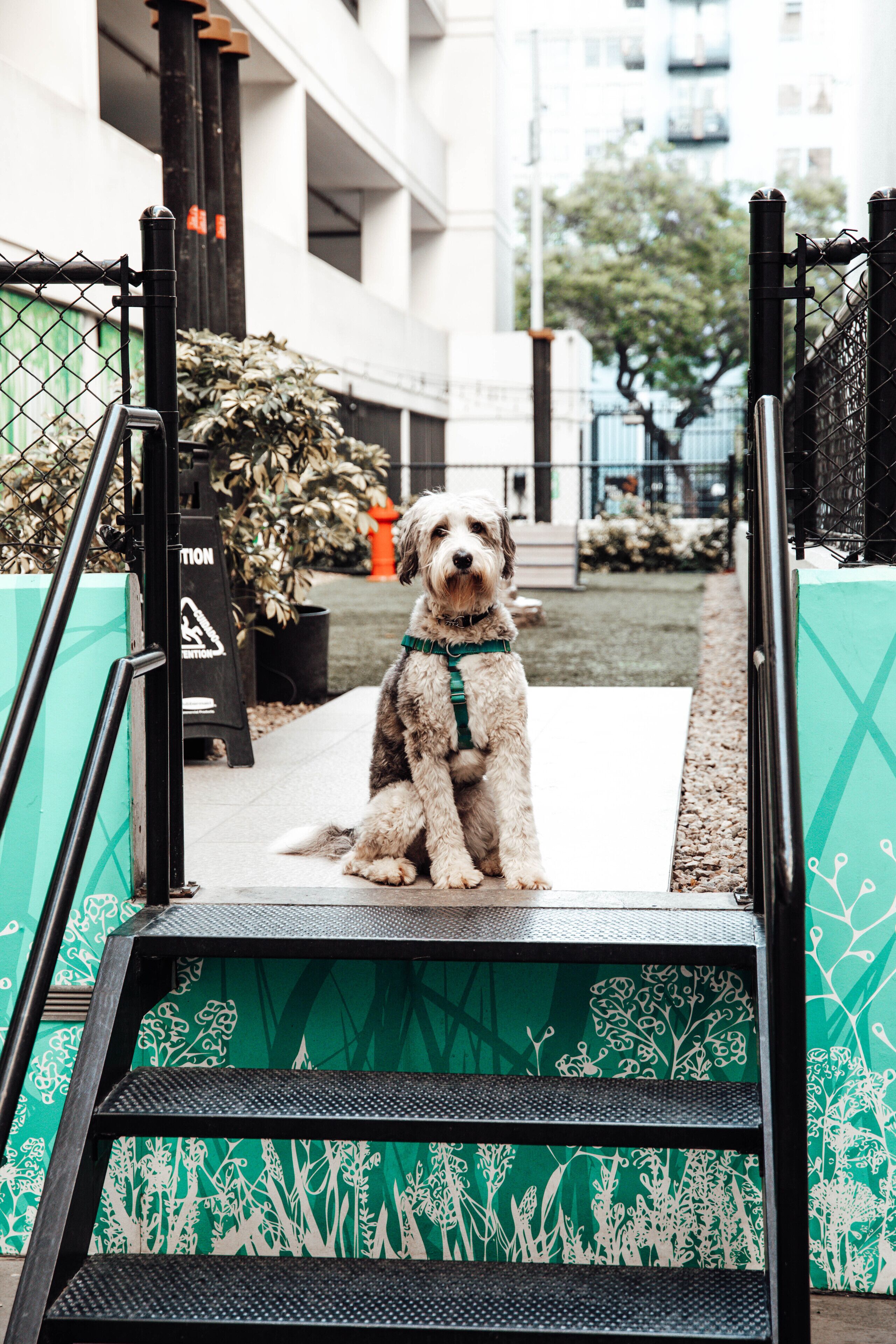 pet-friendly amenities