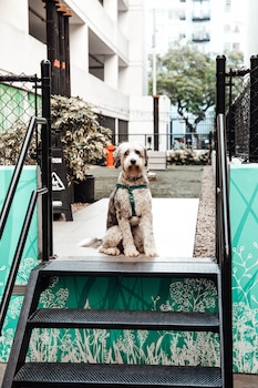 Pet-friendly amenities at Level Los Angeles Downtown - South Olive