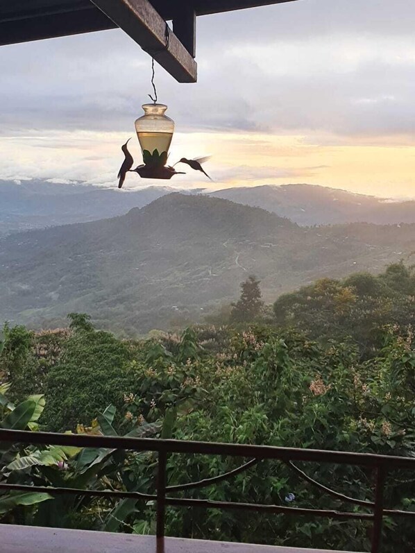 Frühstück, Mittagessen, Abendessen, regionale Küche 