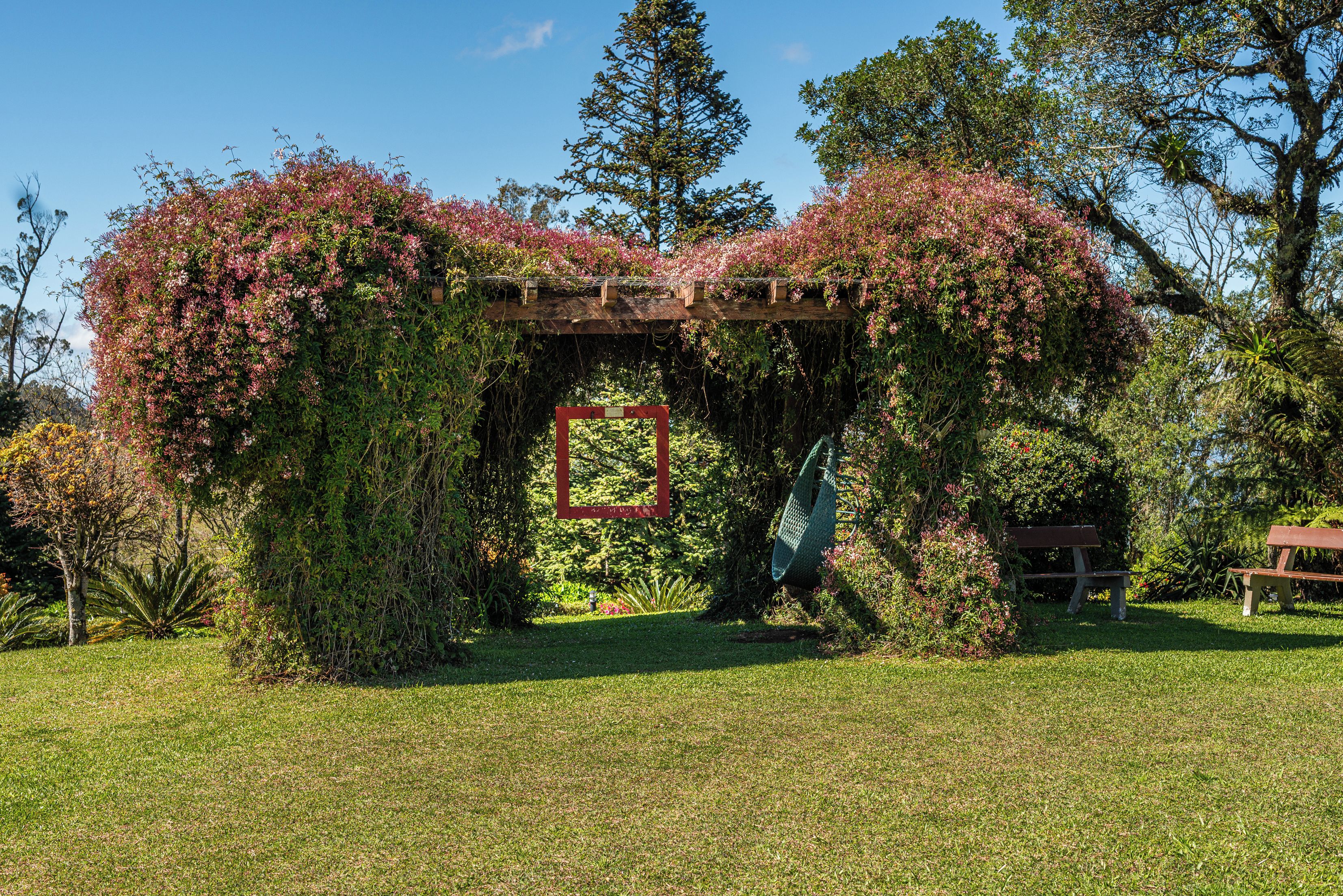 A garden with a wooden pergola covered in flowering vines.