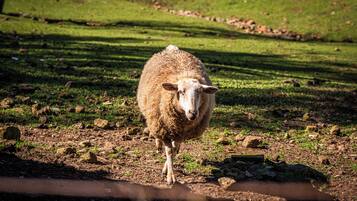 A sheep standing on a dirt ground with rocks and grass.