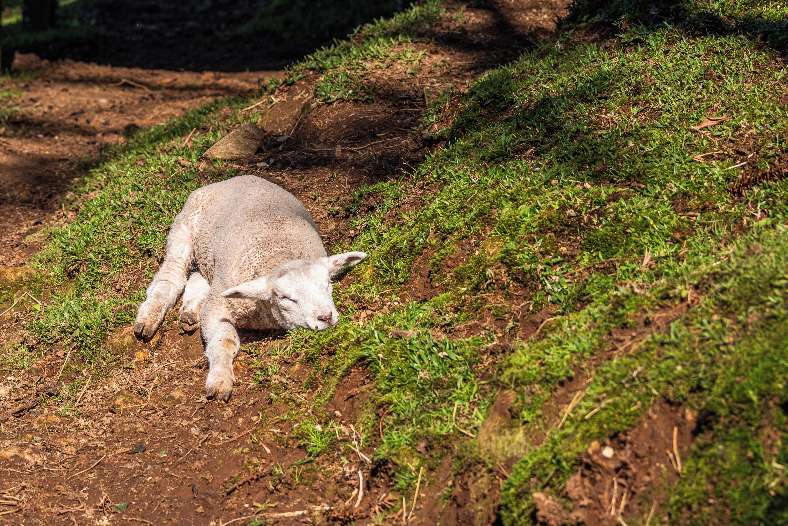 A lamb lying on a grassy slope.