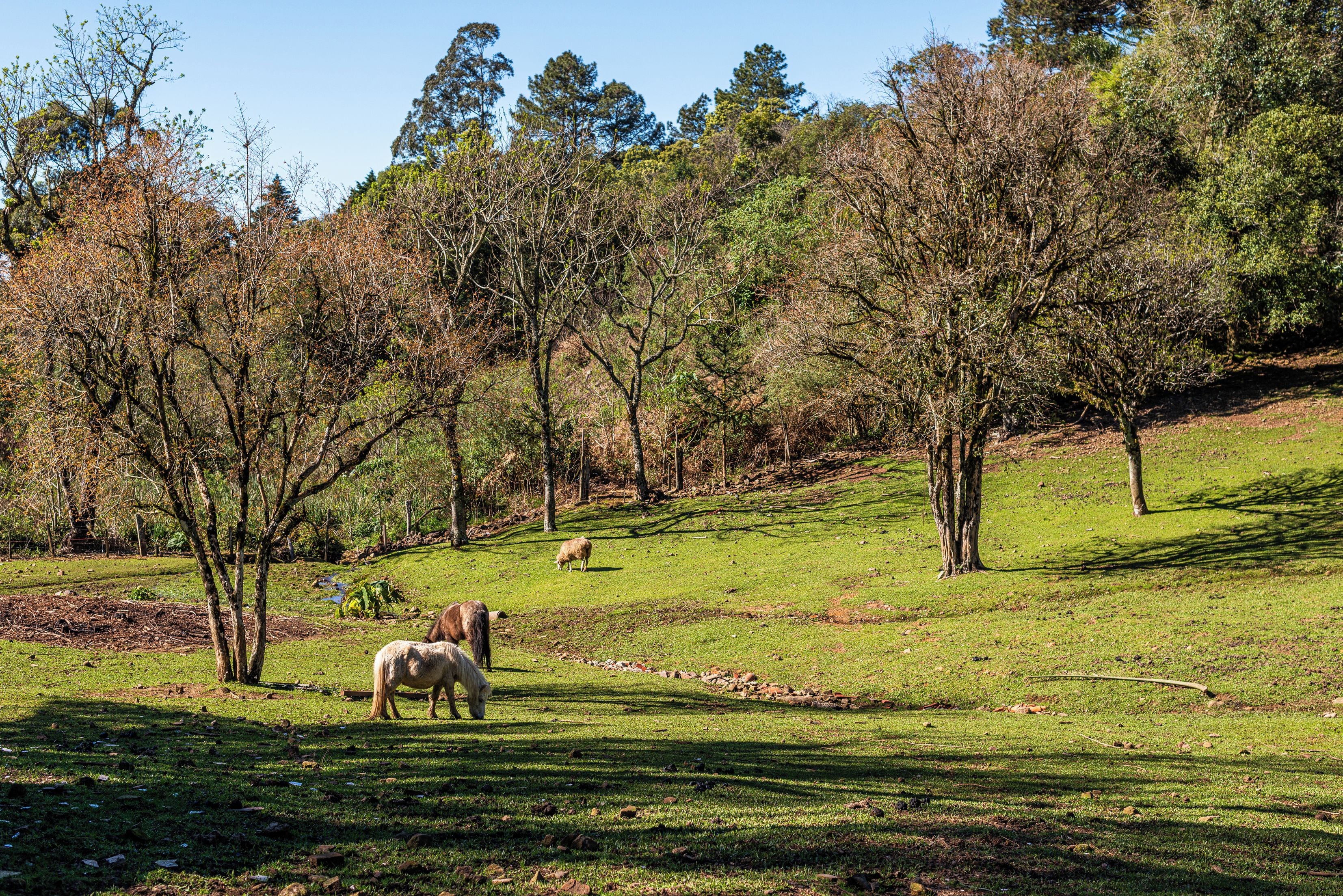Una ladera cubierta de hierba con árboles y un caballo pastando.
