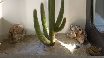 A tall, green cactus plant with multiple arms, positioned against a white wall with a window on the right.