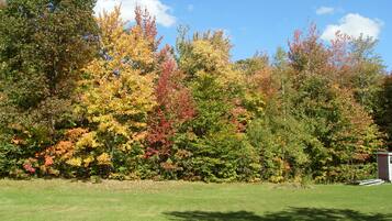 Une zone herbeuse parsemée d’arbres aux feuilles aux couleurs automnales.