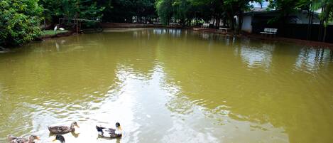 Un estanque con patos nadando, rodeado de árboles y un banco.