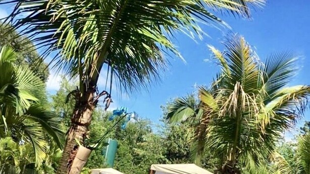A pool area with palm trees, a hammock, and a covered seating area. - La Dolce Villa (Avare)