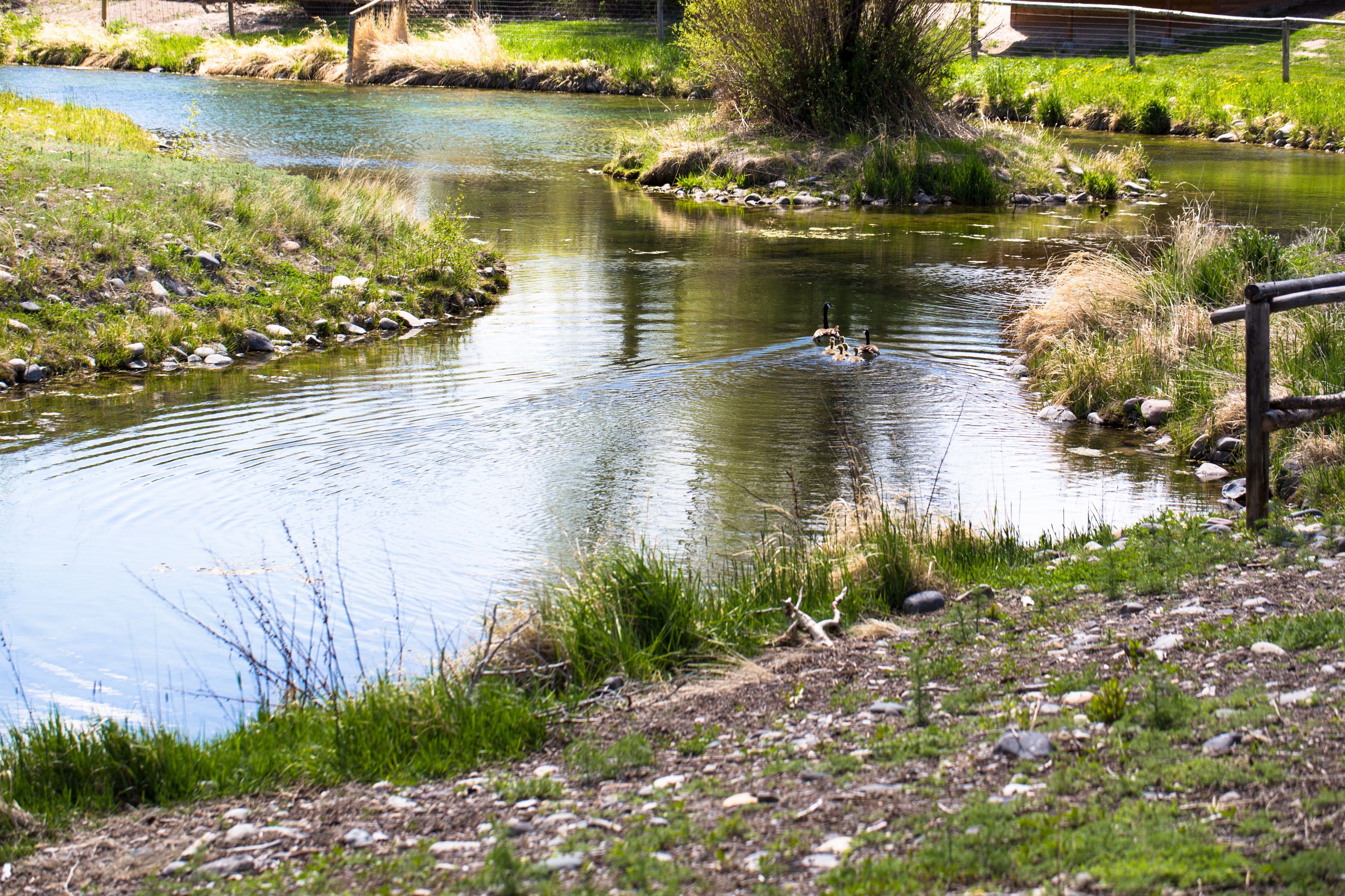 Une rivière paisible où nagent des canards, bordée de rives verdoyantes et entourée d’une clôture en bois.