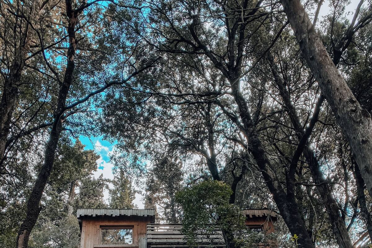 Eine rustikale Holzhütte, umgeben von dichtem Wald.