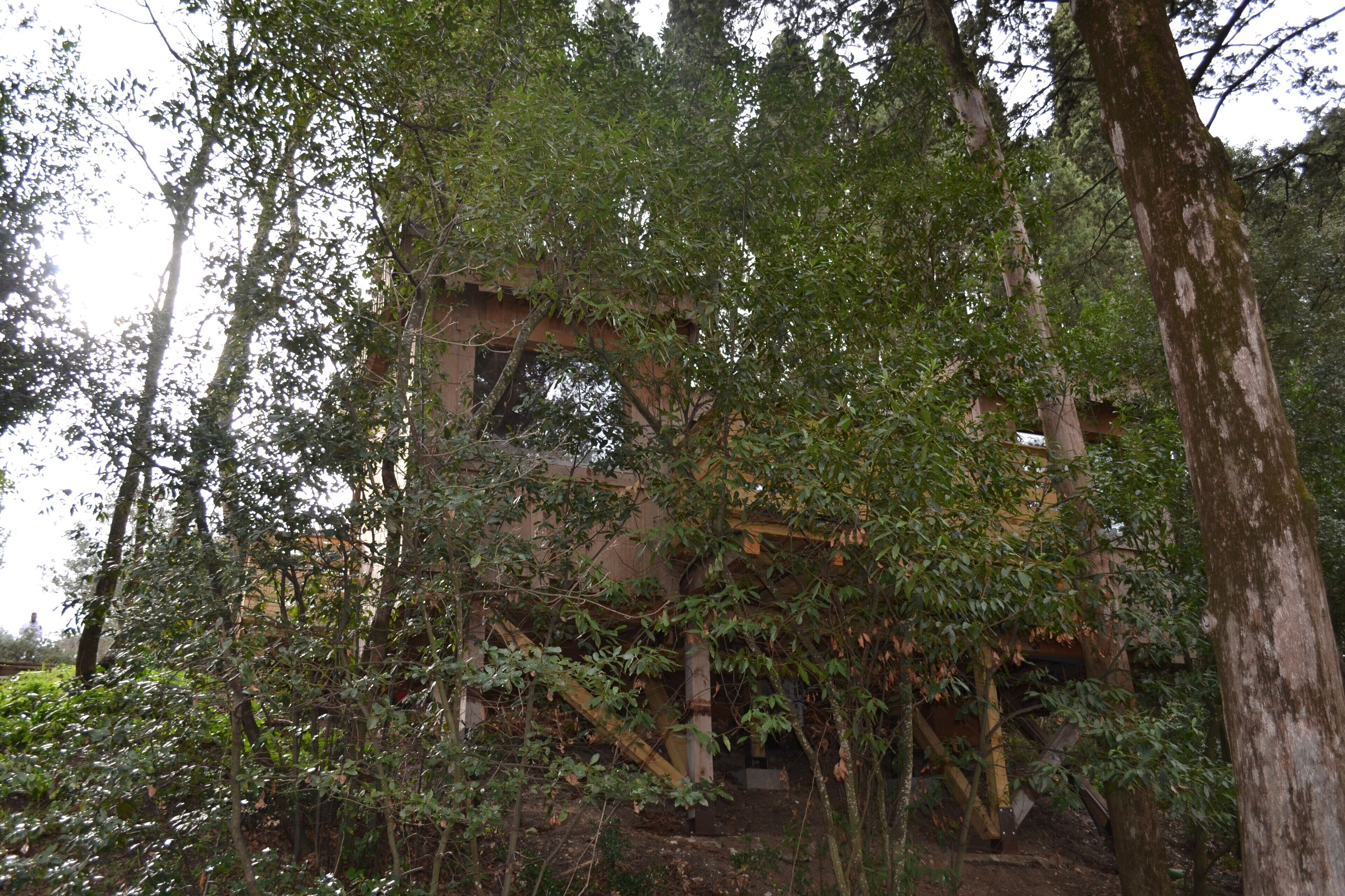 A dilapidated building surrounded by dense forest.