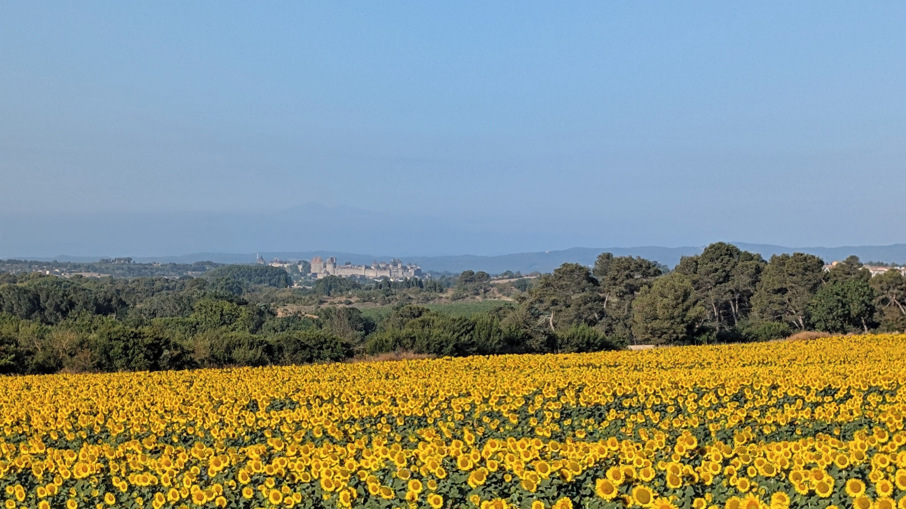 A field of sunflowers with a distant view of a castle and forested hills.
