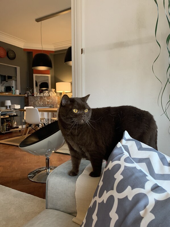 A black cat sitting on a patterned sofa in a living room with a modern kitchen in the background. - Welcome to my place B&B (Brussels)
