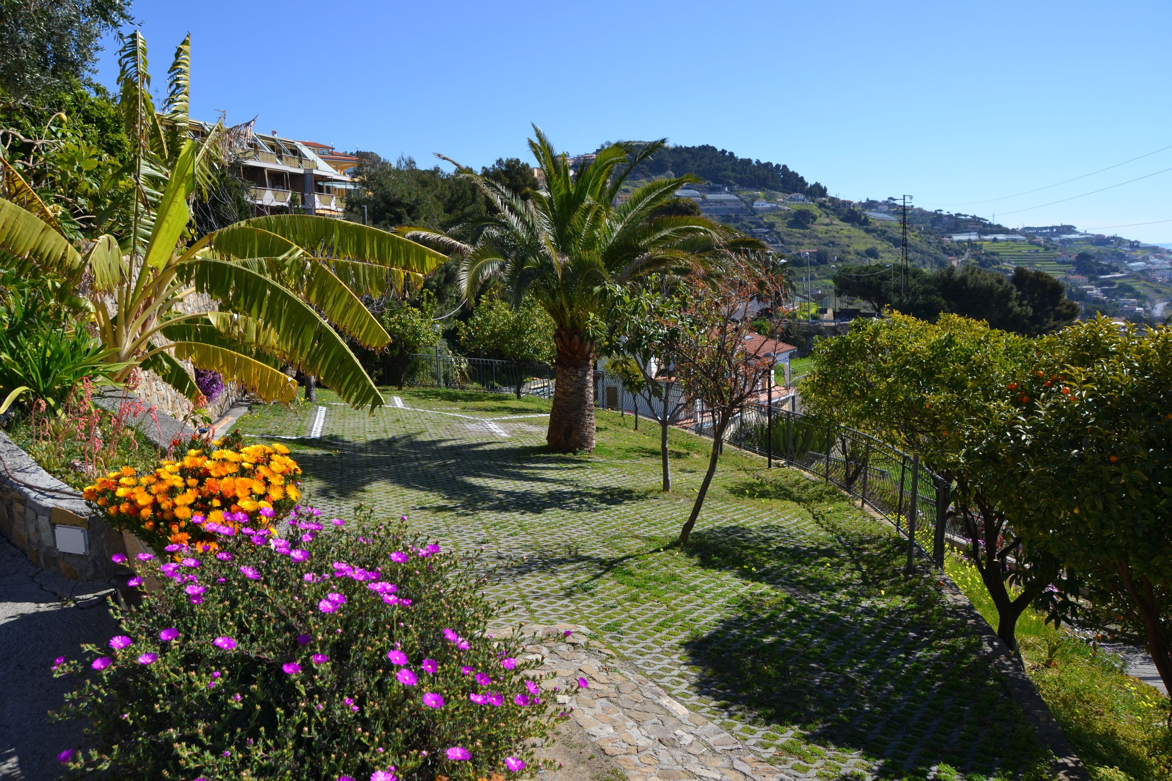 A paved pathway with a palm tree and flowering plants.