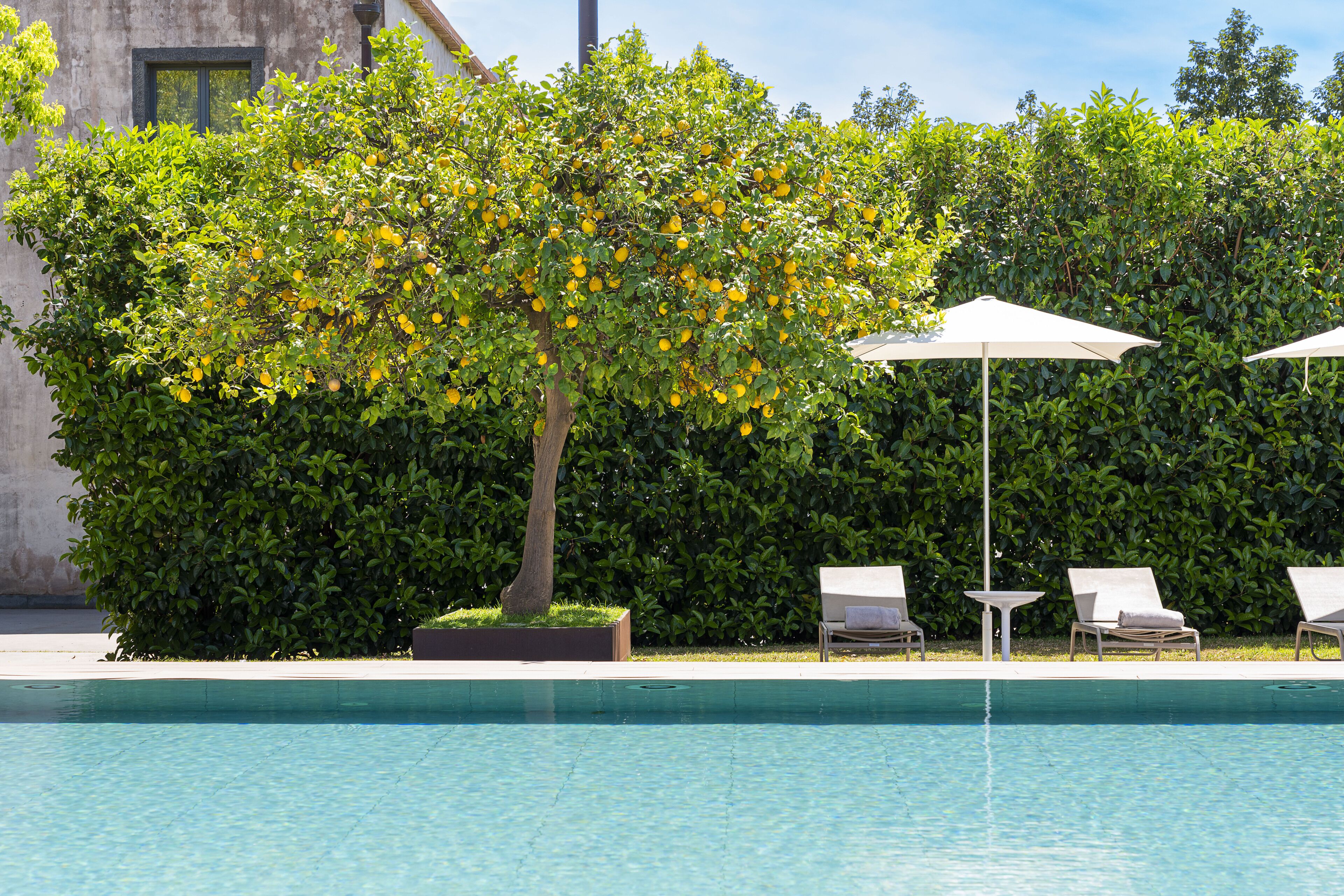 A swimming pool with lounge chairs and umbrellas, surrounded by lush greenery and a building in the background.