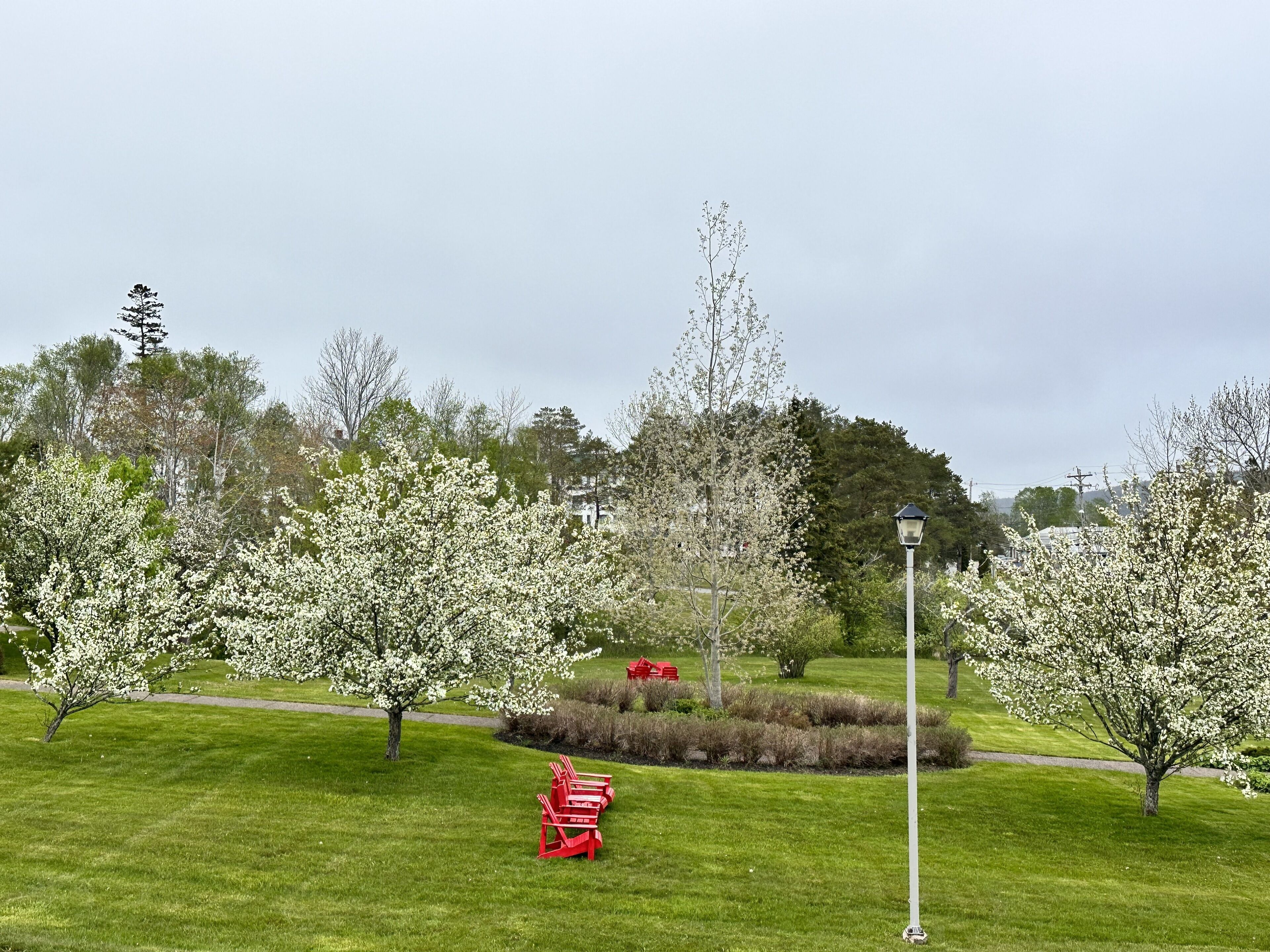 A park with green grass, trees with white blossoms, and red chairs.
