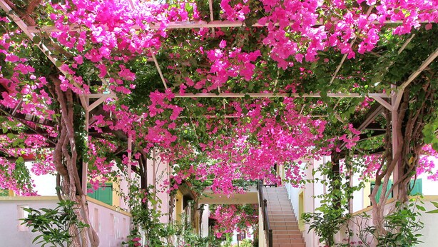 Uma galeria coberta com flores cor-de-rosa e um caminho de tijolos.