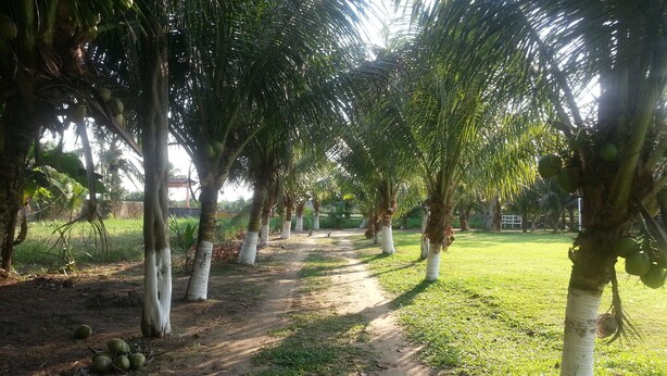 Un sendero bordeado de palmeras, algunas con cocos.
