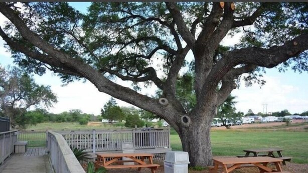 Un área de picnic con bancos y mesas de madera, rodeada por una terraza de madera y una valla.