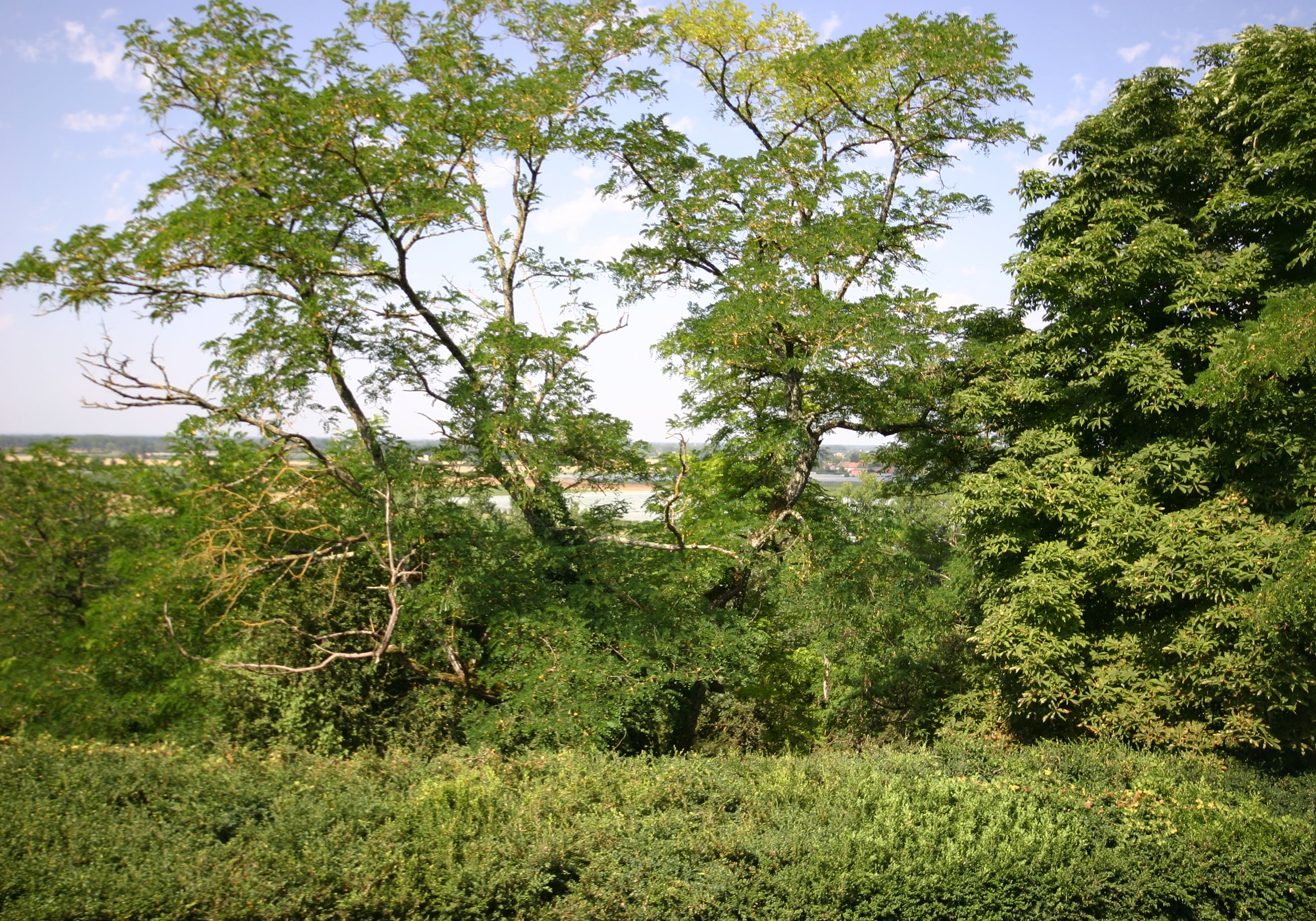 double room, accessible | park view