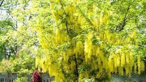 A tree with yellow foliage in a landscaped area. - Antique Slumber Old Town Bed & Breakfast (Niagara-on-the-Lake)