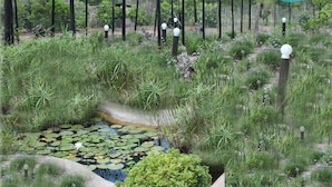 A garden with a pond, lush greenery, and a green canopy structure. - Tshimologo Farm Guest House (Francistown)